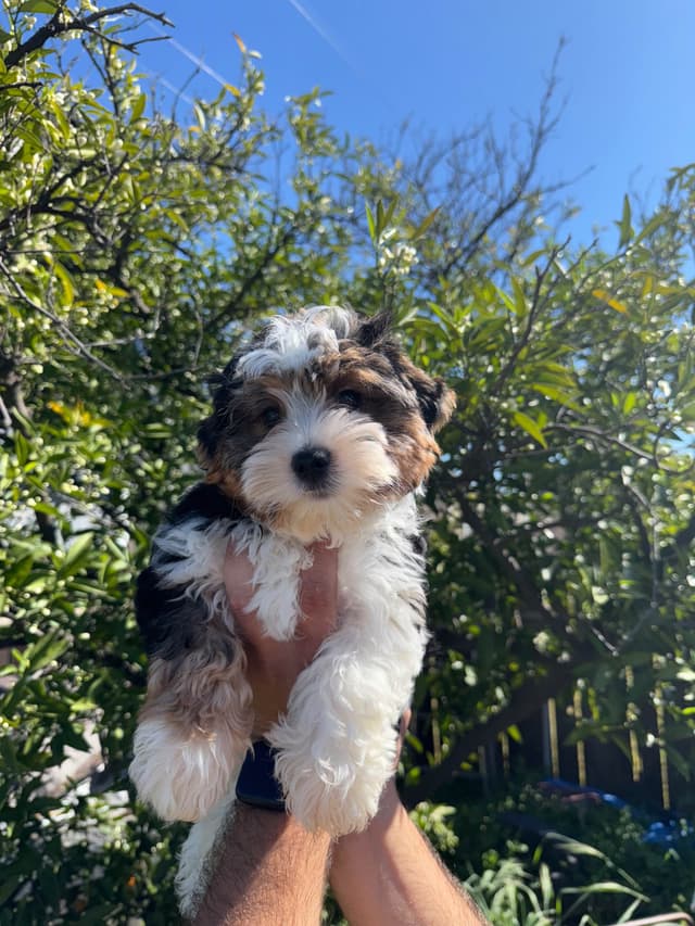 Biewer Terrier boy media 6
