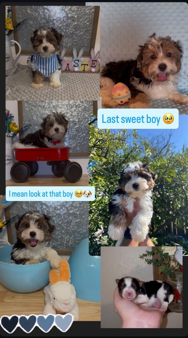 Biewer Terrier boy media 8