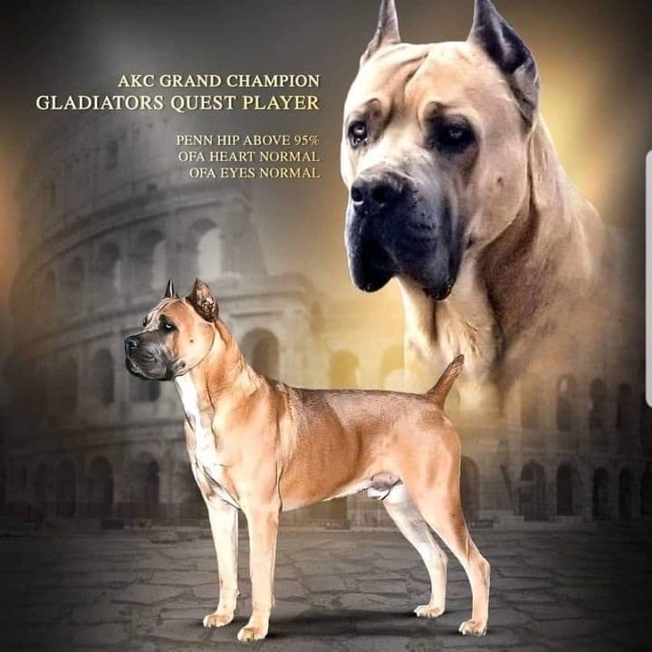 Cane Corso Puppies Ears cropped breeder image 1
