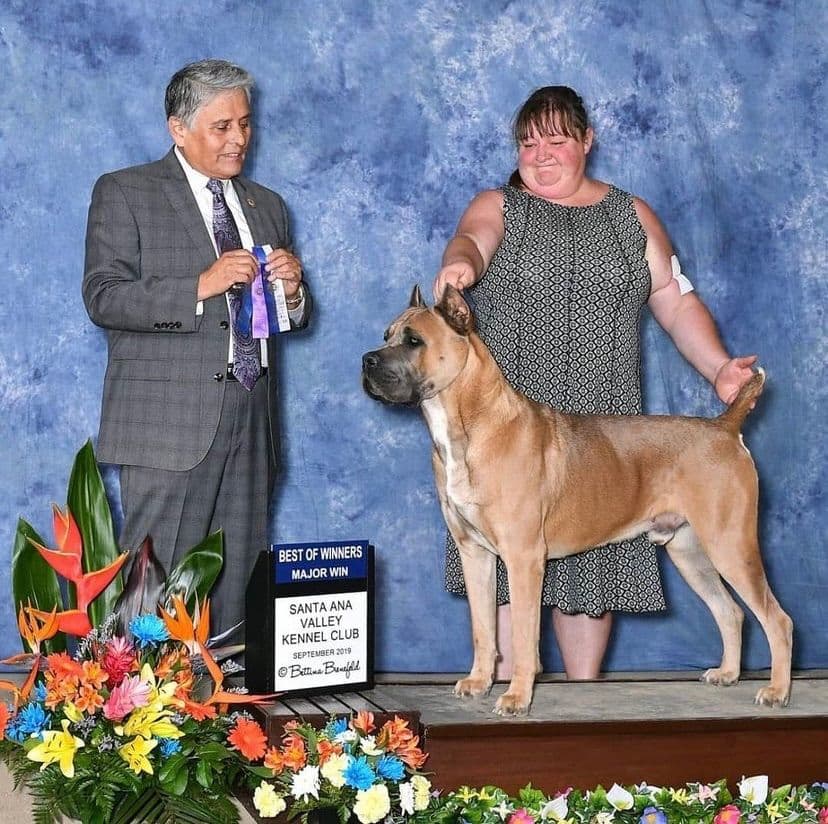 Cane Corso Puppies Ears cropped breeder image 4