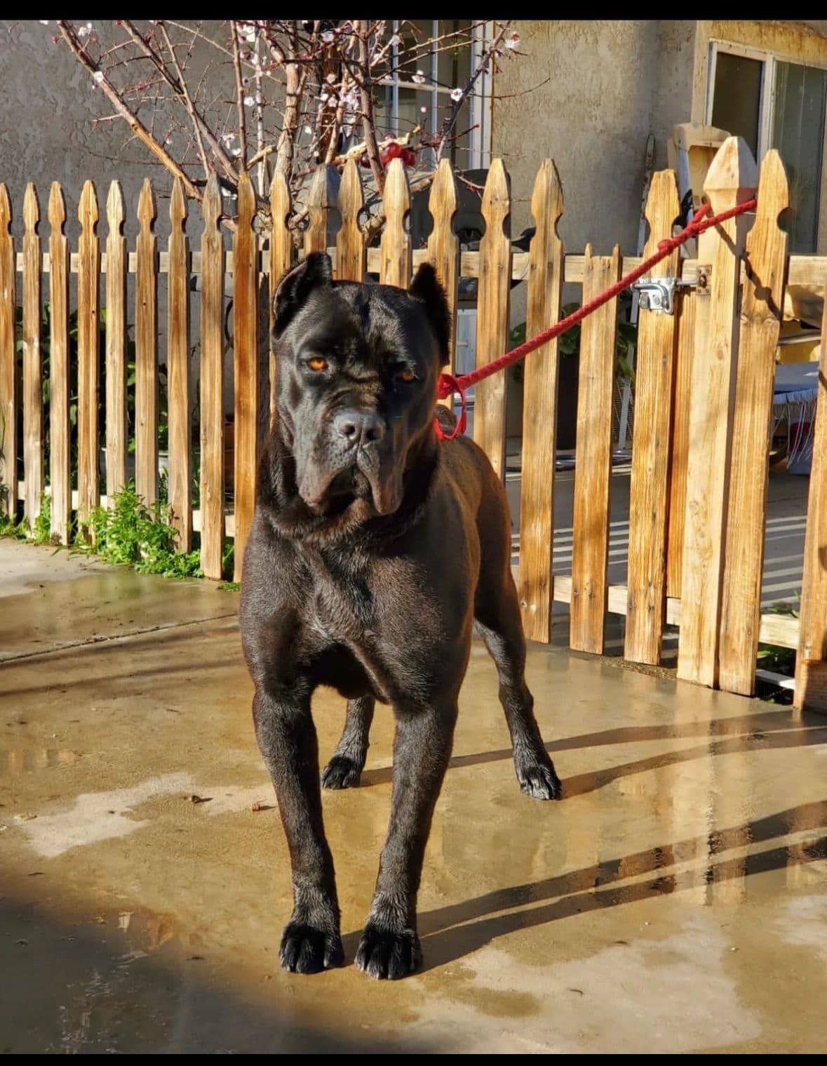 Cane Corso Puppies Ears cropped breeder image 7