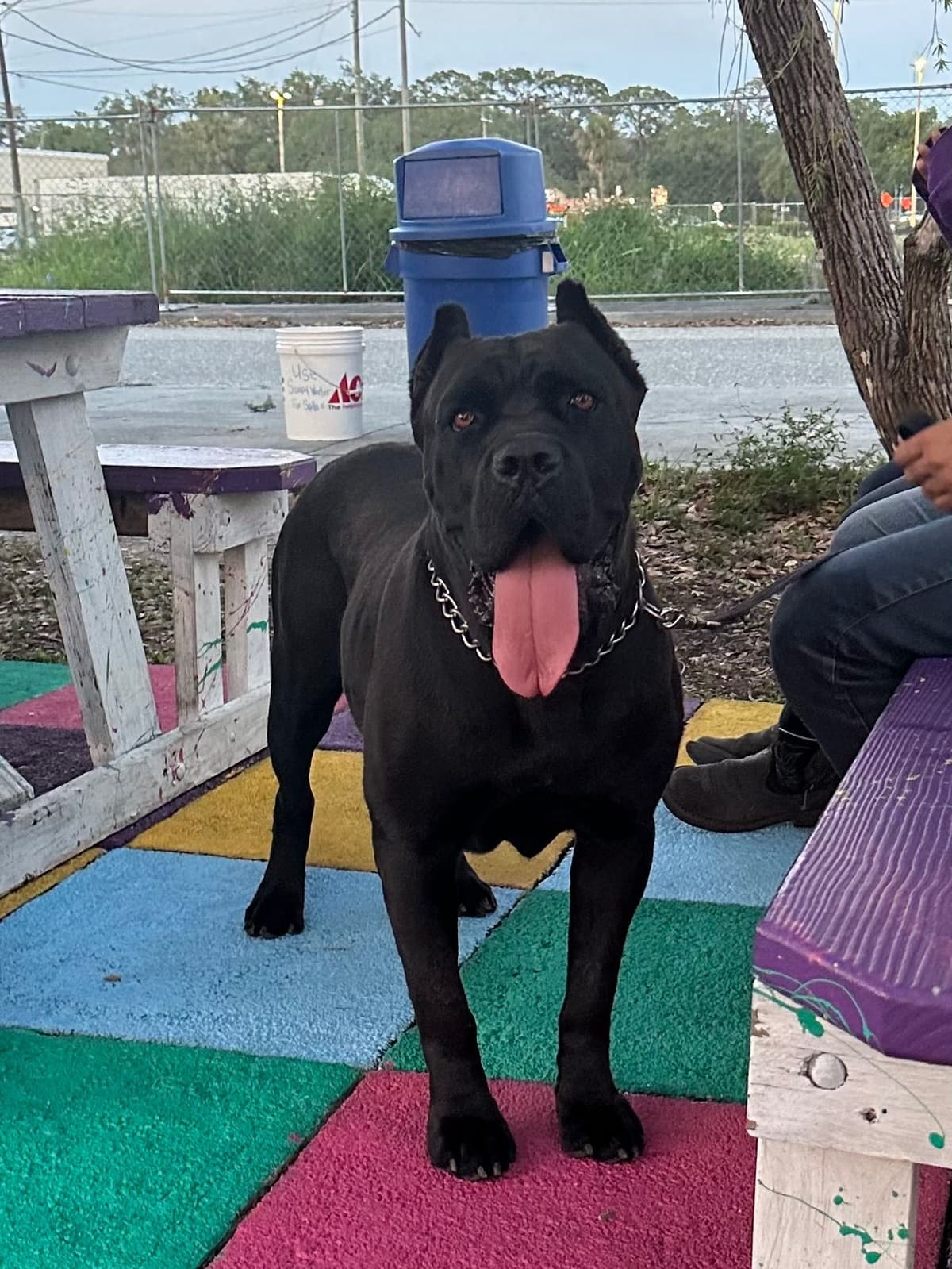 Cane Corso Puppies Ears cropped breeder image 8