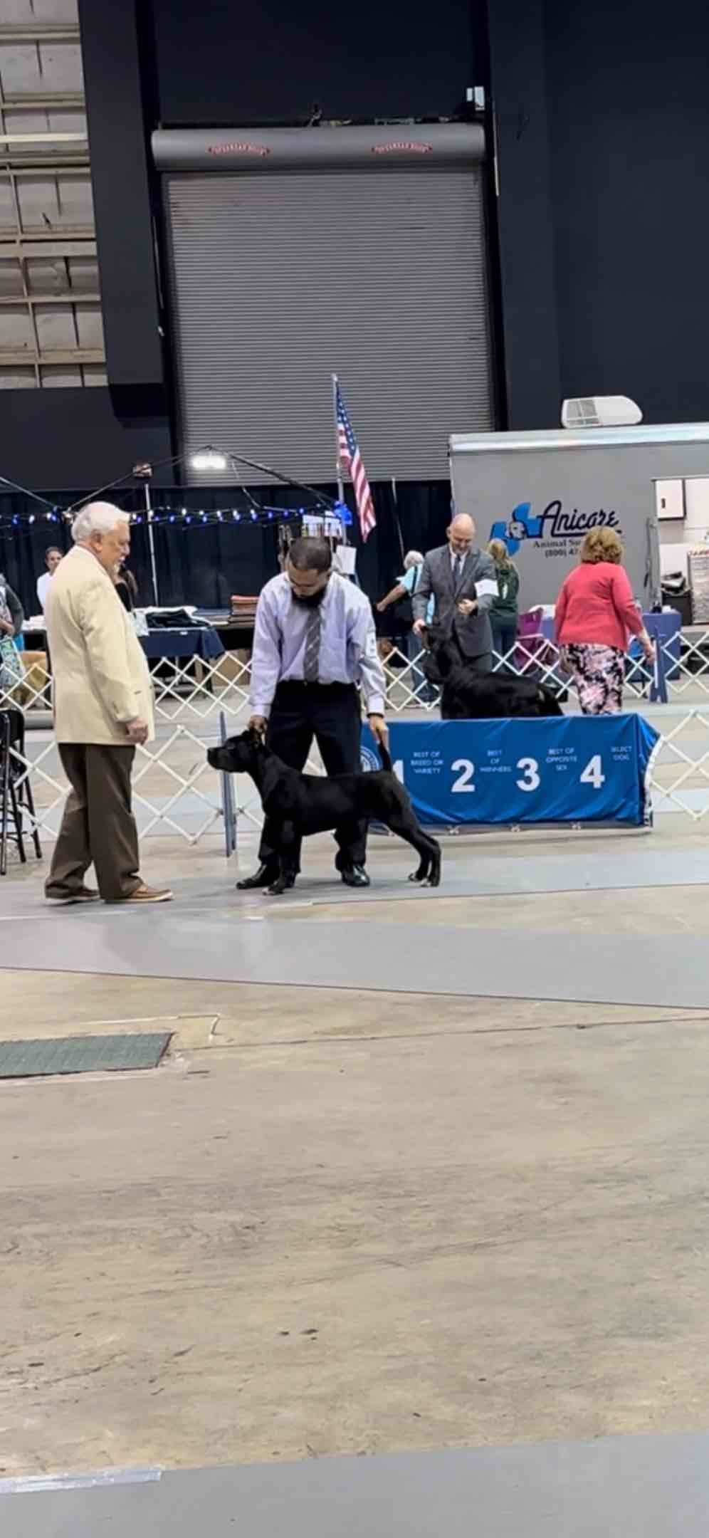 Cane Corso Puppies Ears cropped breeder image 9