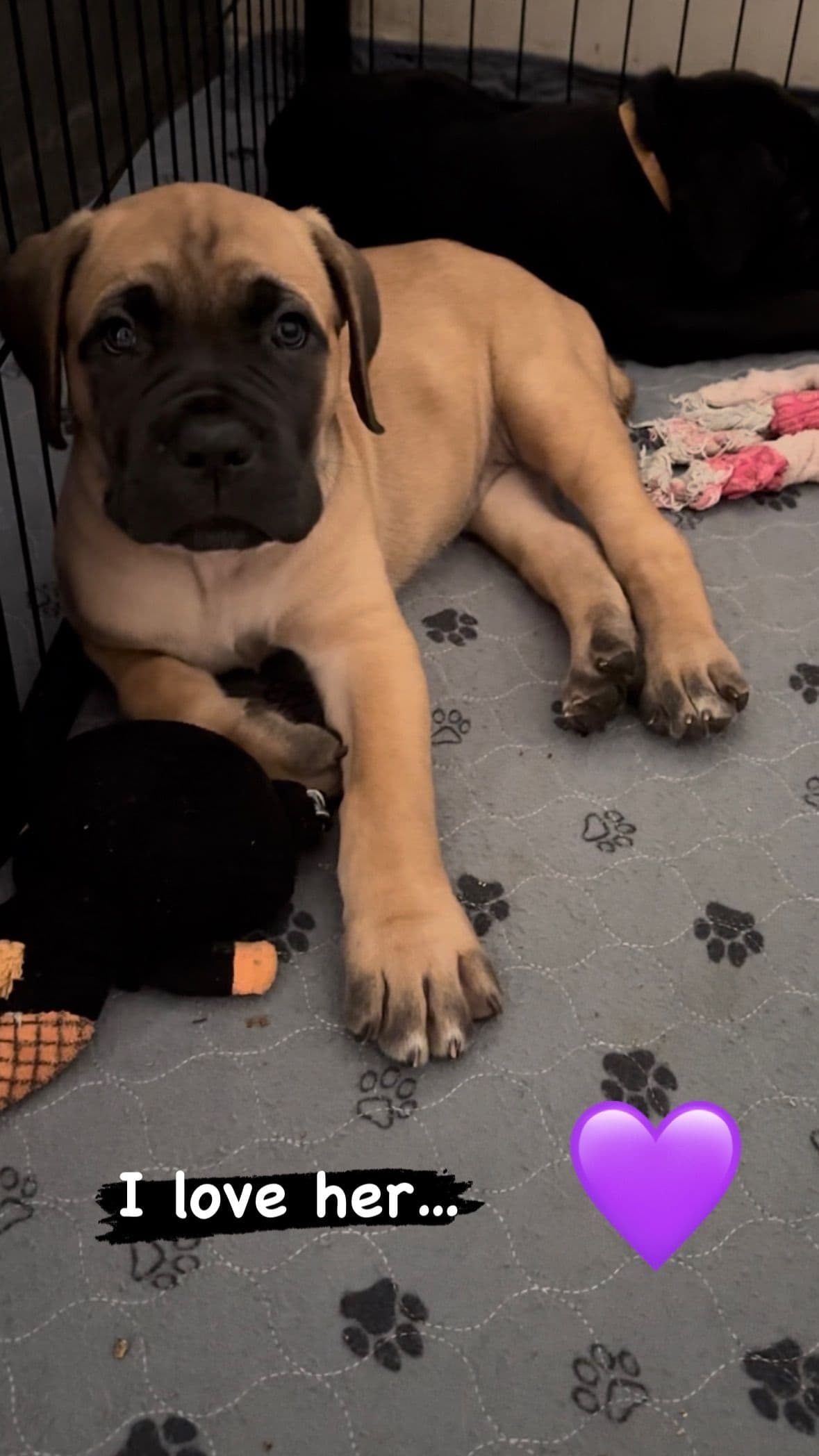 Cane Corso Puppies Ears cropped breeder image 11