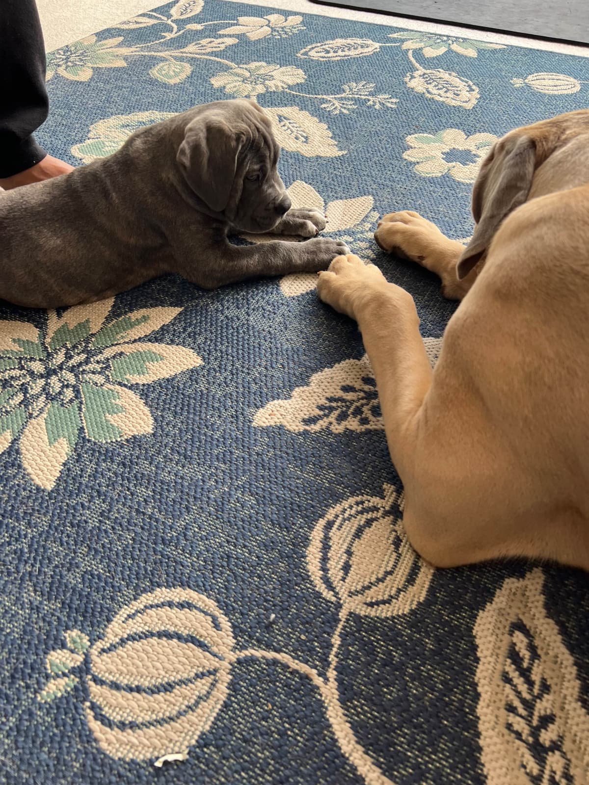 Cane Corso Puppies Ears cropped breeder image 18
