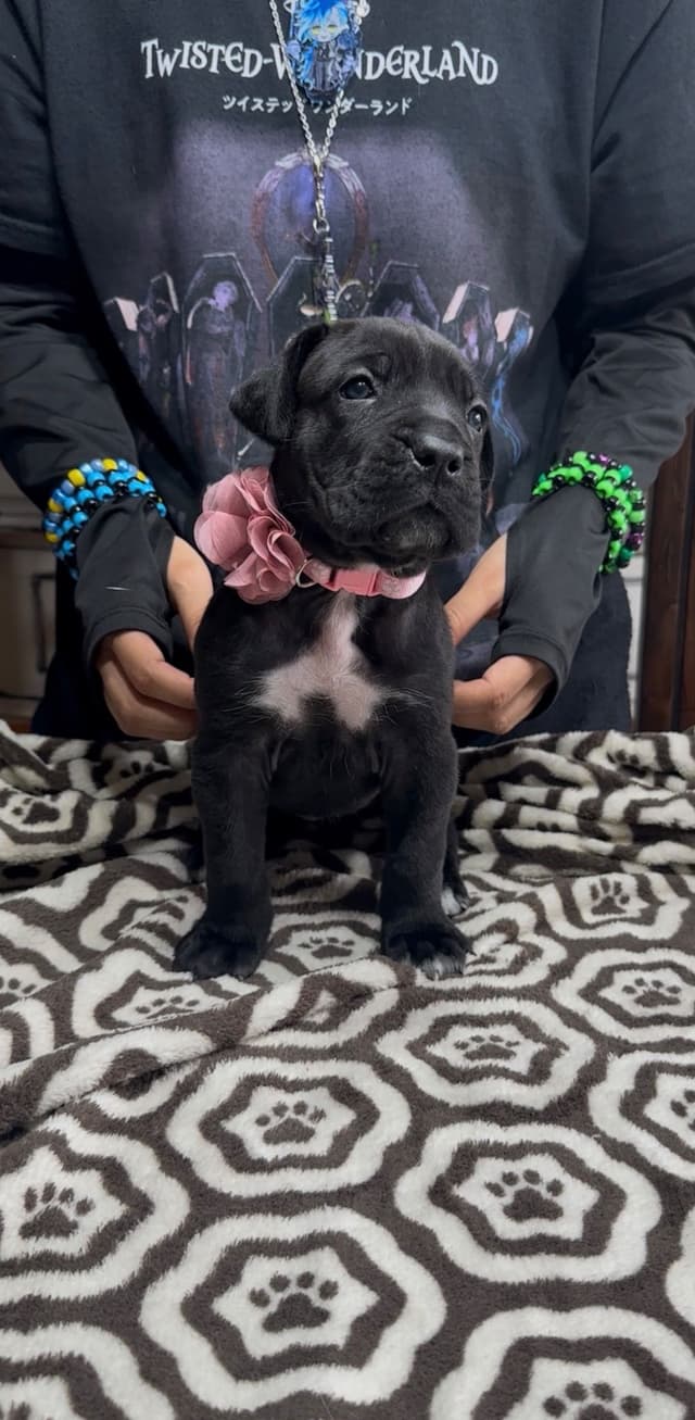 Cane Corso Puppies Ears cropped media 11