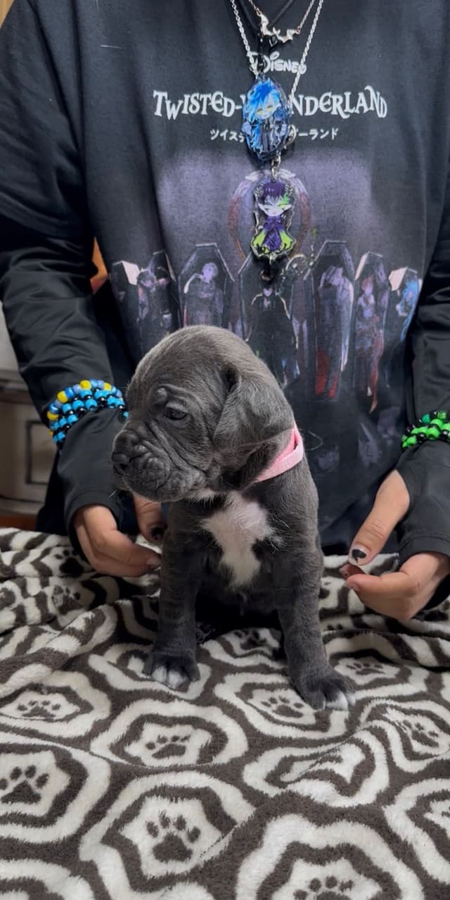Cane Corso Puppies Ears cropped media 12