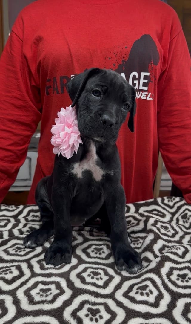 Cane Corso Puppies Ears cropped media 7