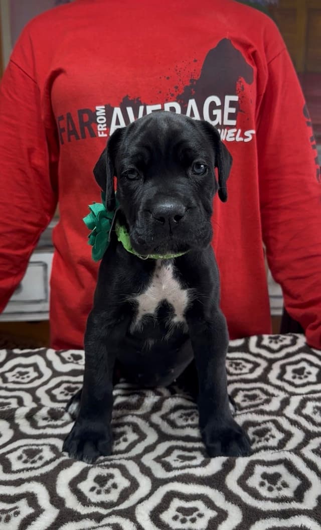 Cane Corso Puppies Ears cropped media 9