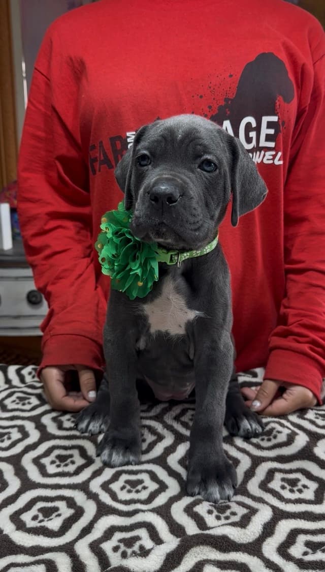 Cane Corso Puppies Ears cropped media 10