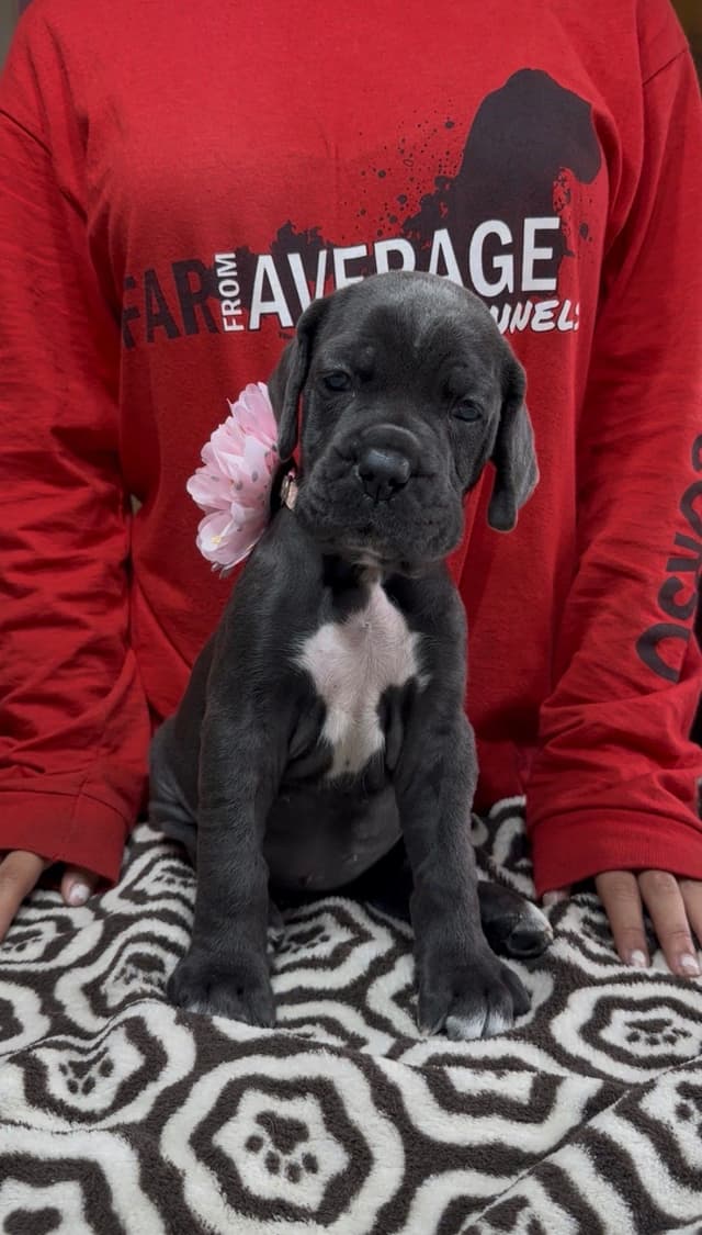Cane Corso Puppies Ears cropped media 8