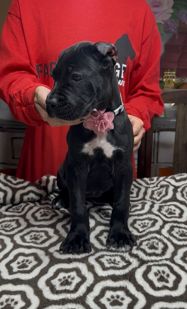 Cane Corso Puppies Ears cropped media 6