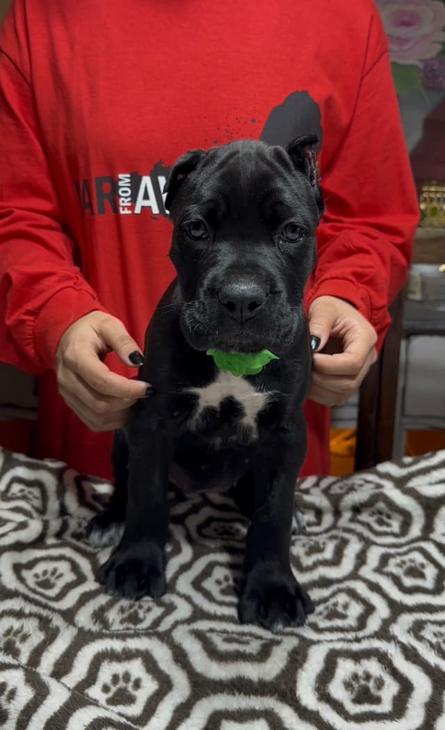 Cane Corso Puppies Ears cropped media 4