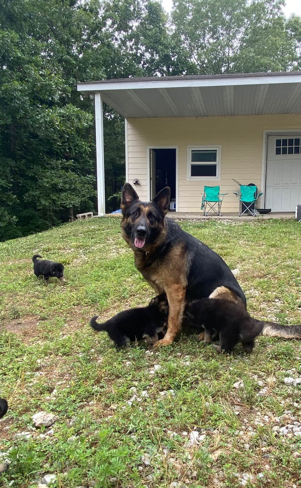German Shepherd Dog Puppies breeder image 1