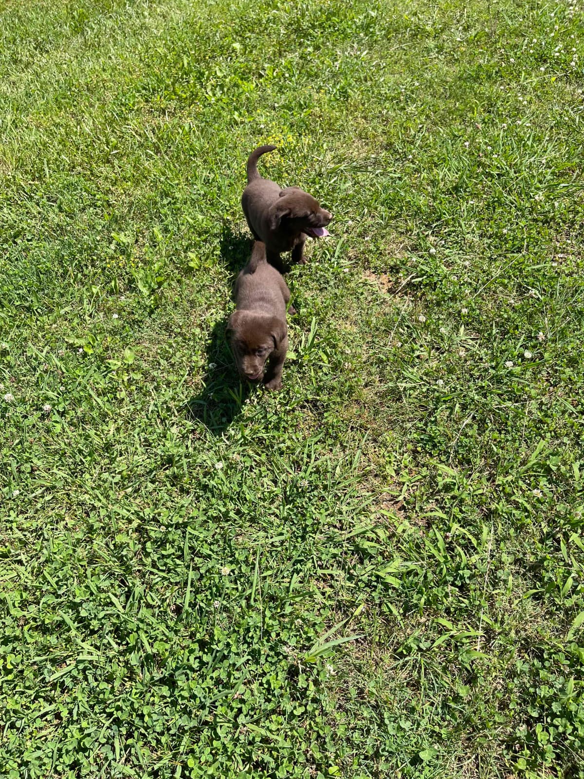 Labrador Retriever Puppies breeder image 1
