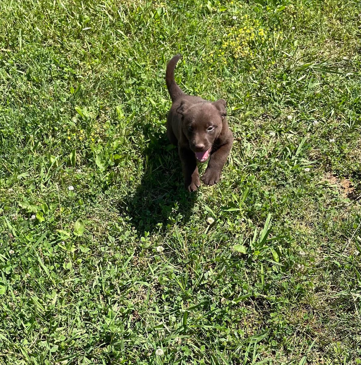 Labrador Retriever Puppies breeder image 2