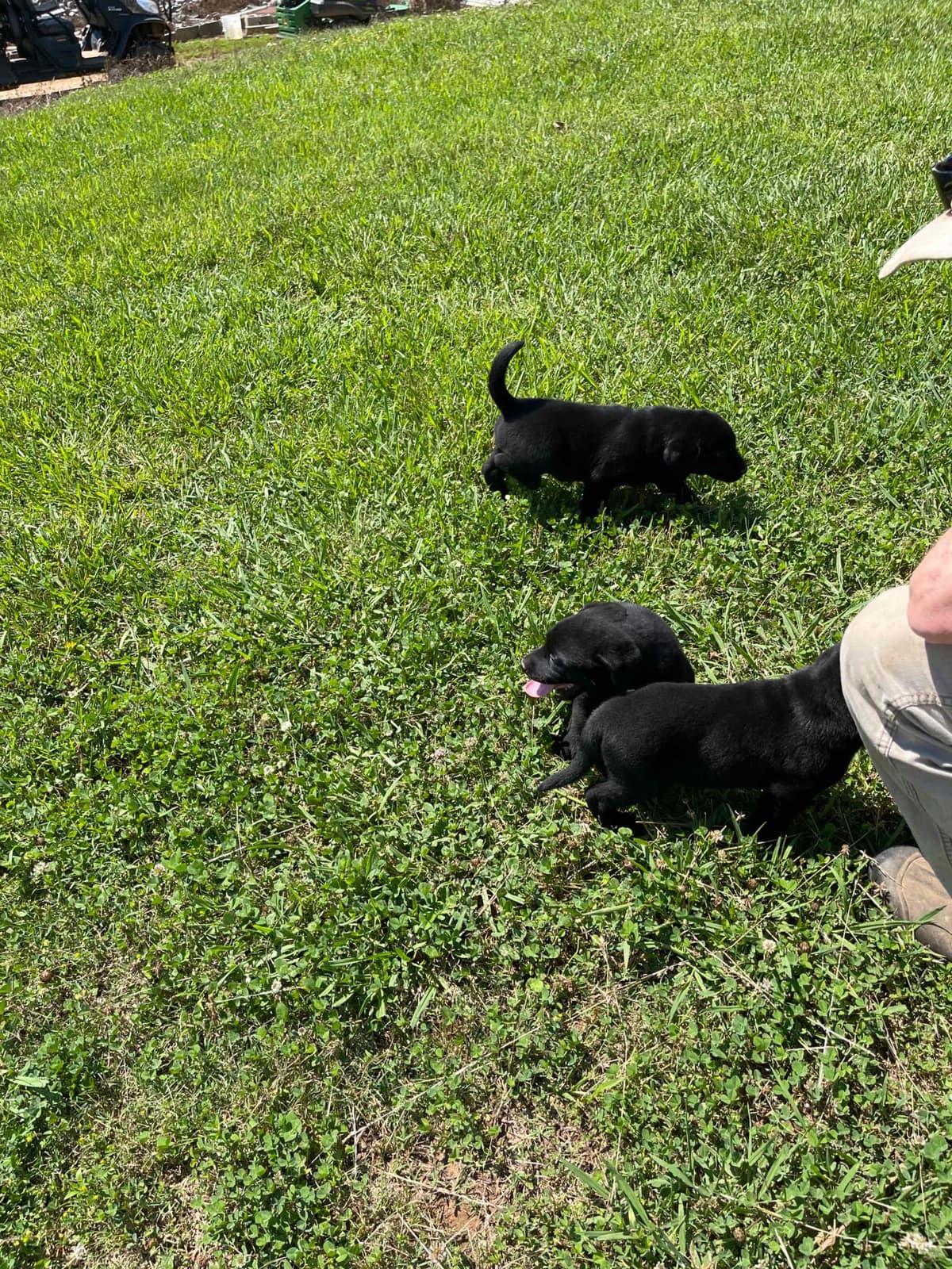 Labrador Retriever Puppies breeder image 3