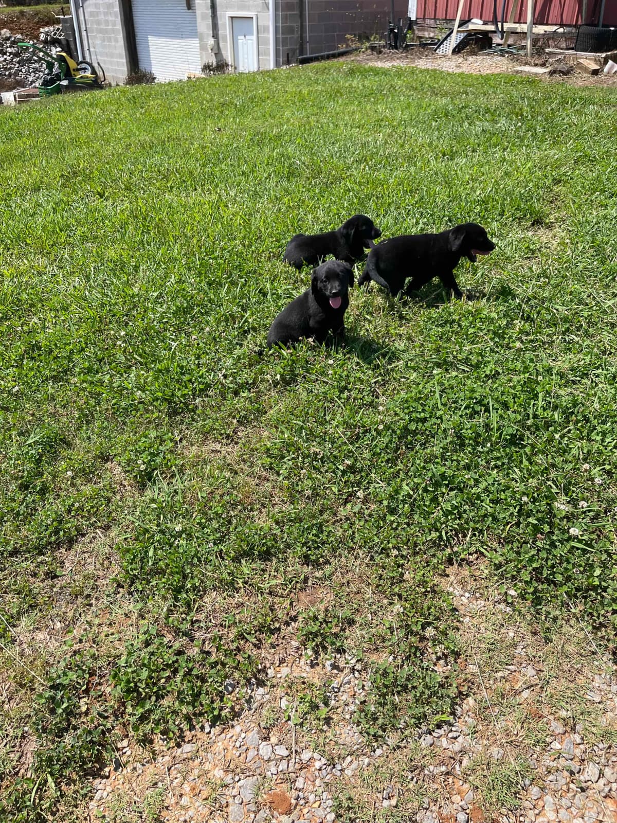 Labrador Retriever Puppies breeder image 4