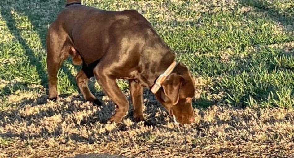 Labrador Retriever Puppies breeder image 6