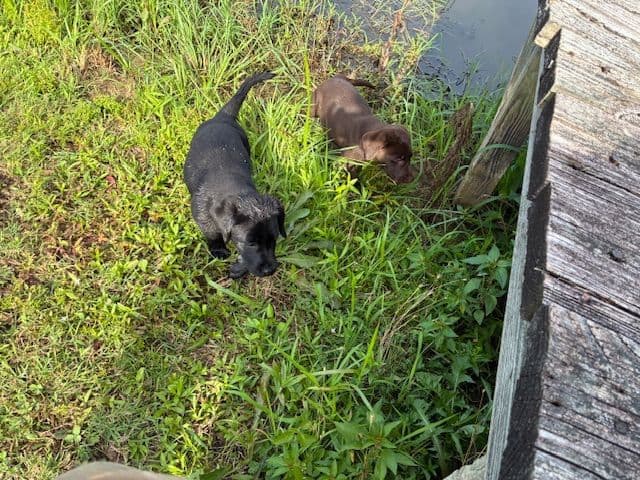 Labrador Retriever Puppies breeder image 9