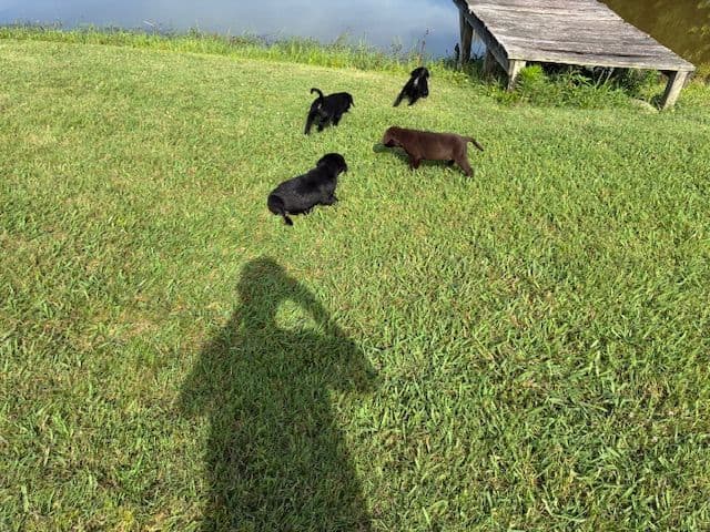 Labrador Retriever Puppies breeder image 10