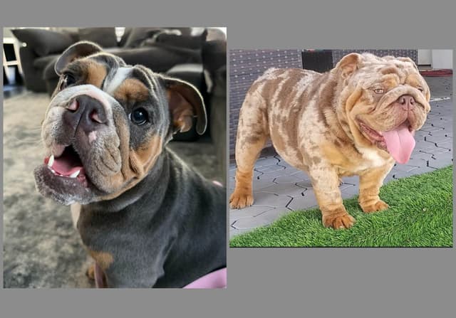 AKC English Bulldog Female media 2