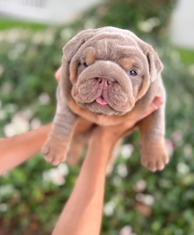 AKC English Bulldog Female media 3