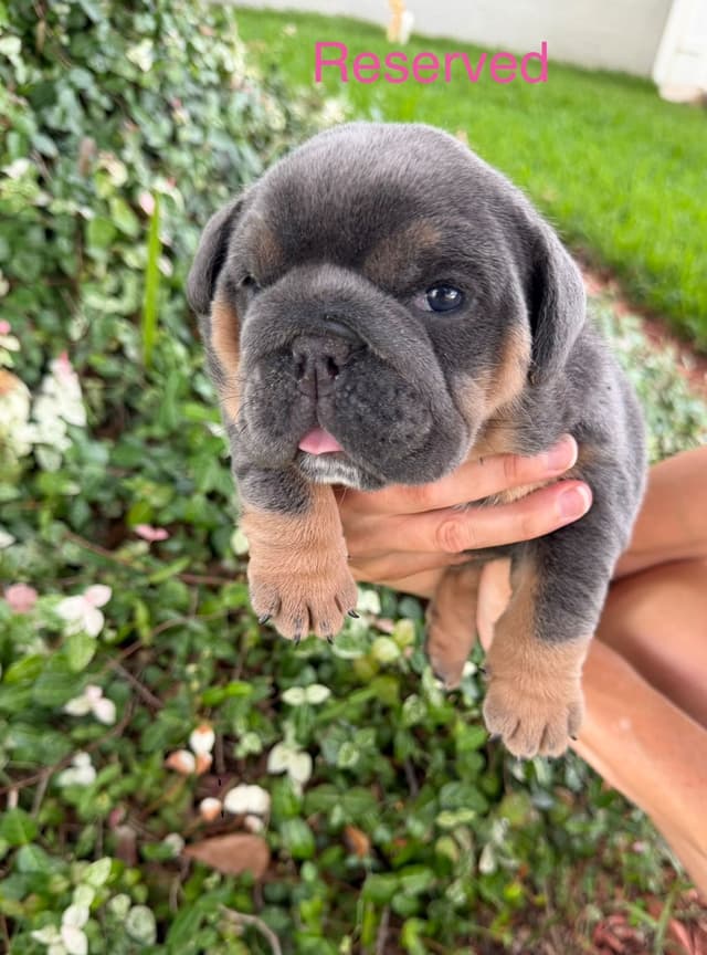 AKC English Bulldog Female media 4