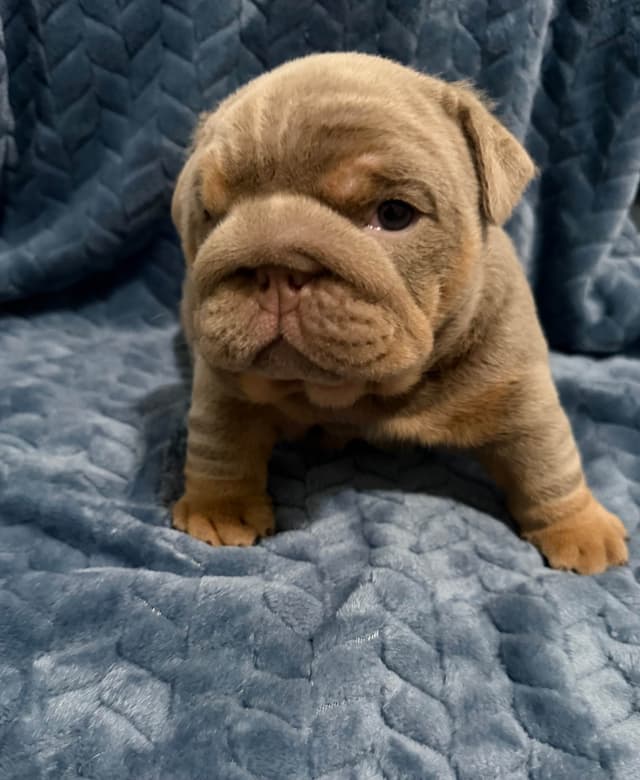AKC English Bulldog Female media 5