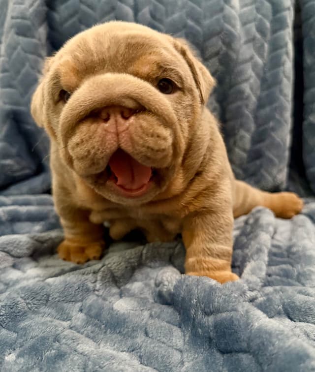 AKC English Bulldog Female media 6