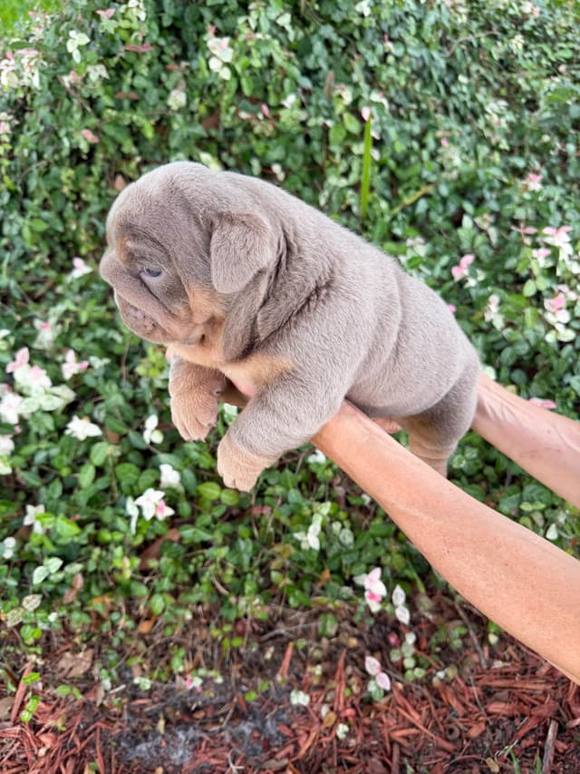 AKC English Bulldog Female media 7