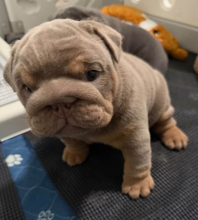 AKC English Bulldog Female media 8