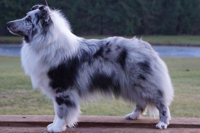 Shetland Sheepdog Puppies breeder image 3