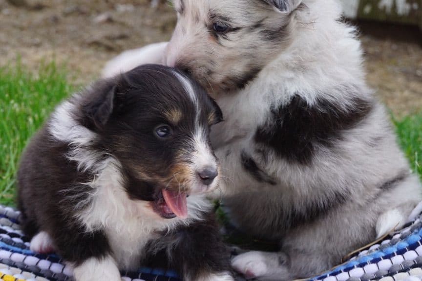 Shetland Sheepdog Puppies breeder image 1