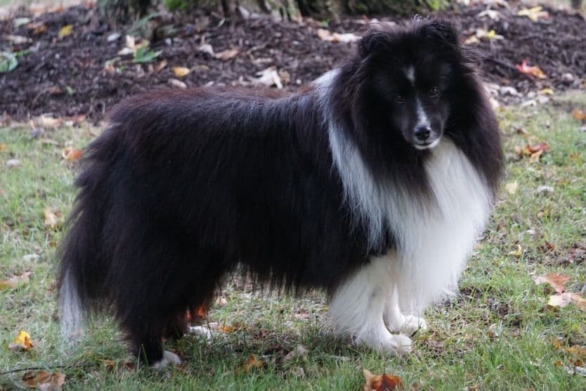 Shetland Sheepdog Puppies breeder image 2