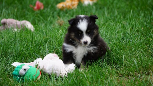 Shetland Sheepdog Puppies media 2