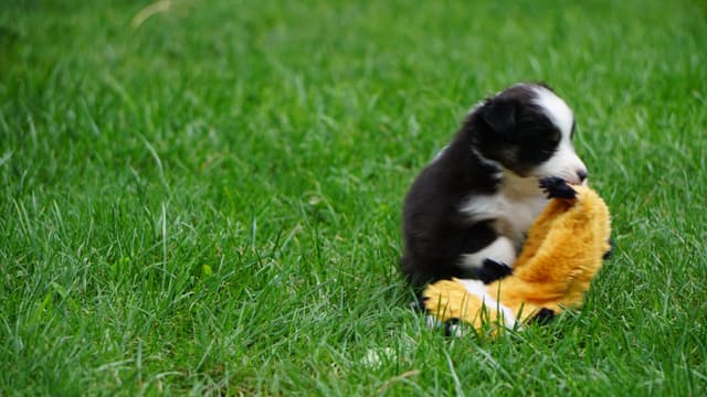 Shetland Sheepdog Puppies media 3