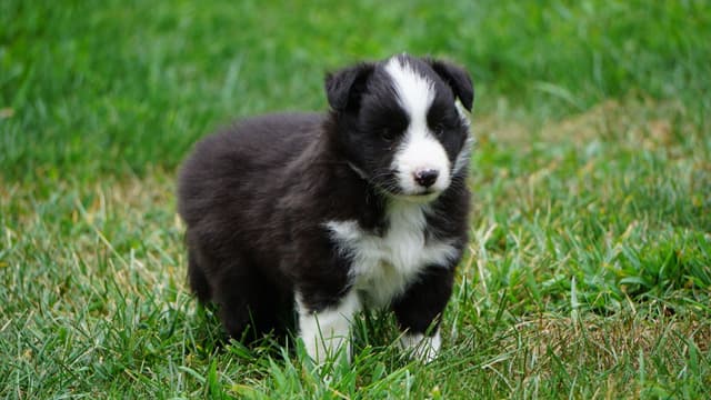 Shetland Sheepdog Puppies media 4