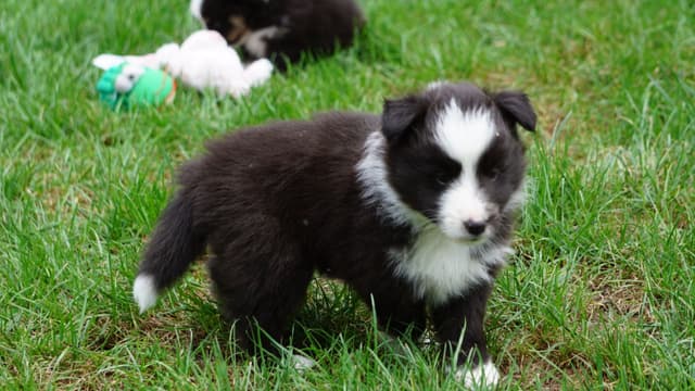 Shetland Sheepdog Puppies media 5
