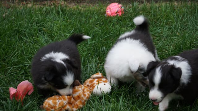 Shetland Sheepdog Puppies media 6