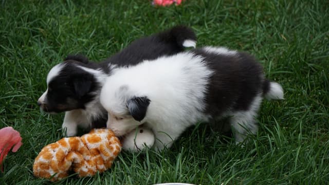 Shetland Sheepdog Puppies media 7