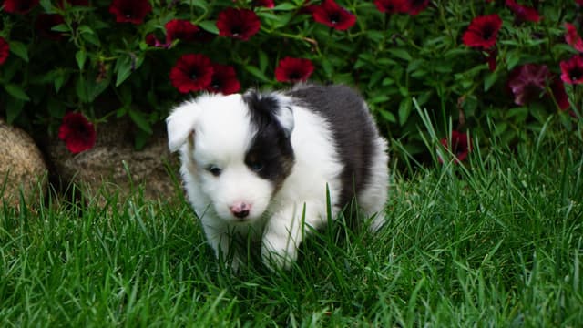 Shetland Sheepdog Puppies media 8
