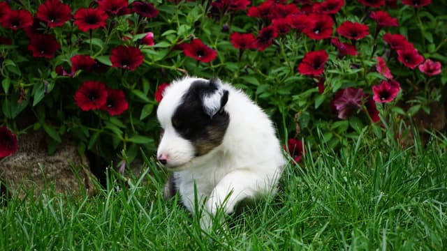 Shetland Sheepdog Puppies media 9