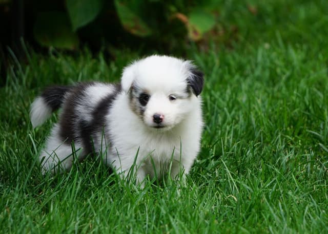 Shetland Sheepdog Puppies media 10
