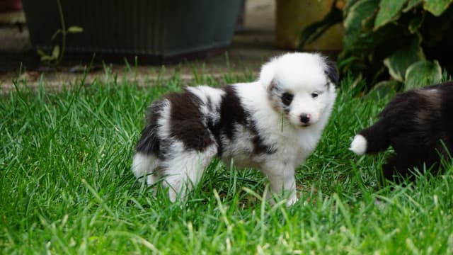 Shetland Sheepdog Puppies media 11