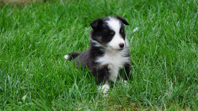 Shetland Sheepdog Puppies media 12
