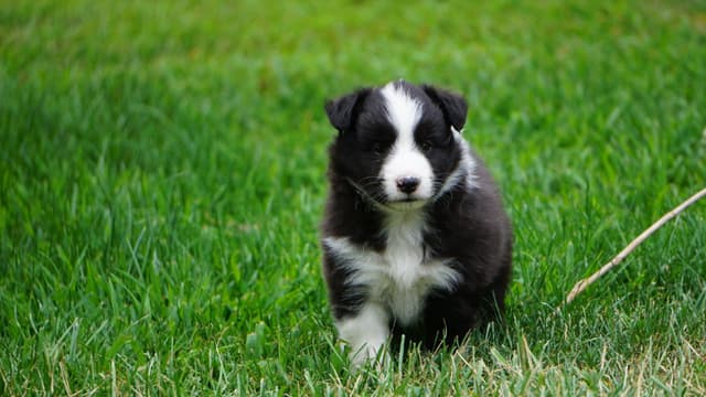 Shetland Sheepdog Puppies media 13
