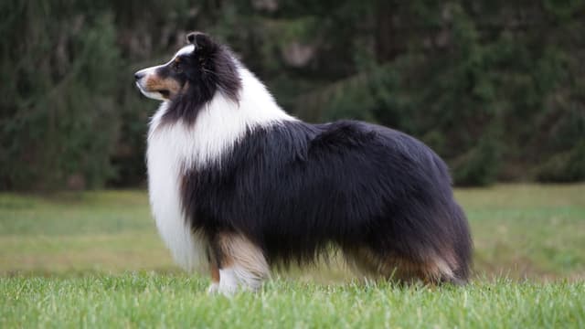 Shetland Sheepdog Puppies media 14