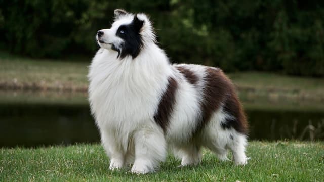 Shetland Sheepdog Puppies media 15