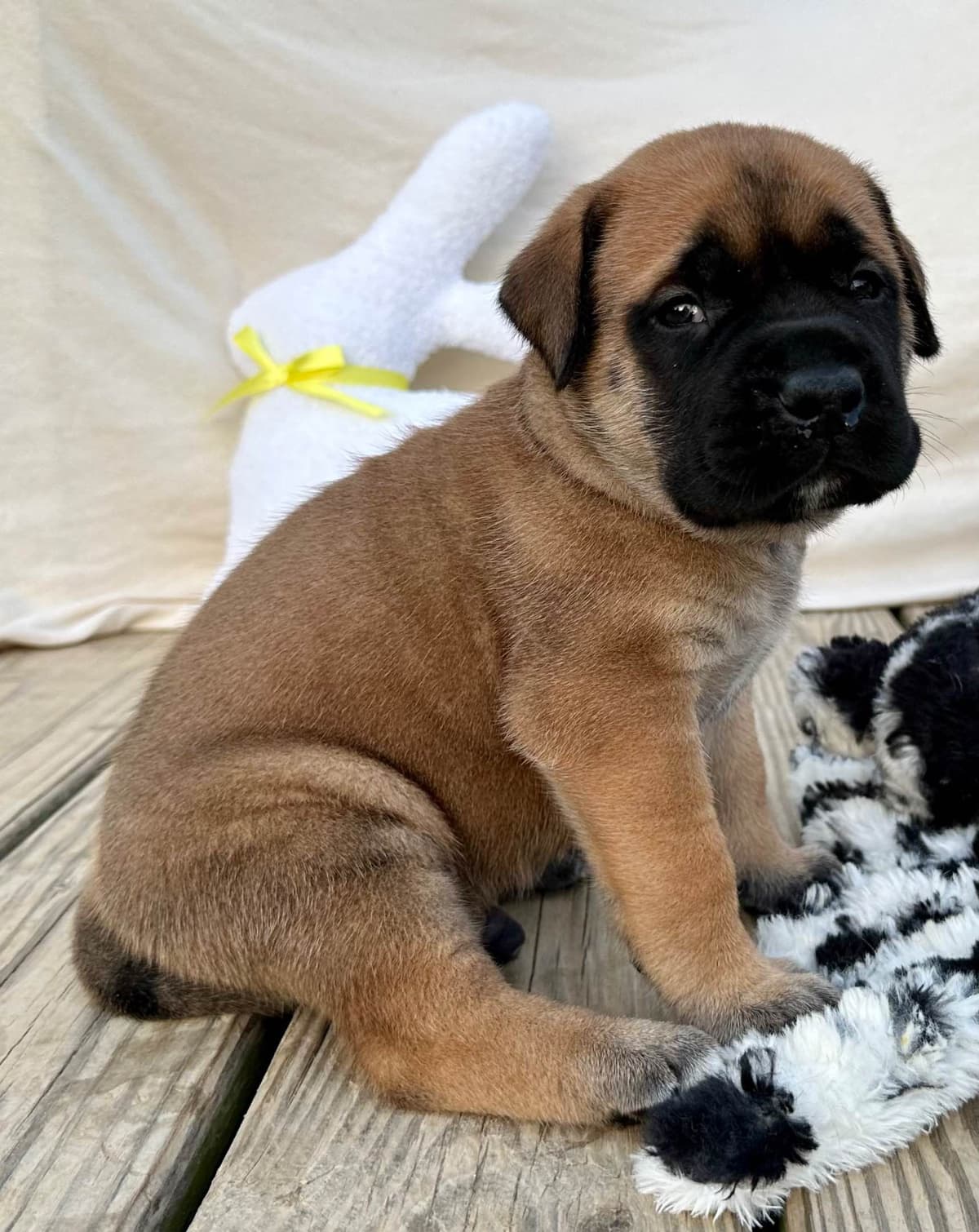 Brindle English Mastiff Puppies breeder image 1